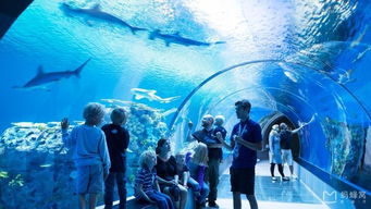 (安利亚水族馆)探秘安利亚王国第十一集：神秘遗迹与王室传承的奇幻之旅